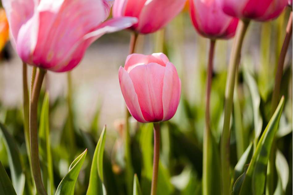 Tulpan 'Salmon Impression'